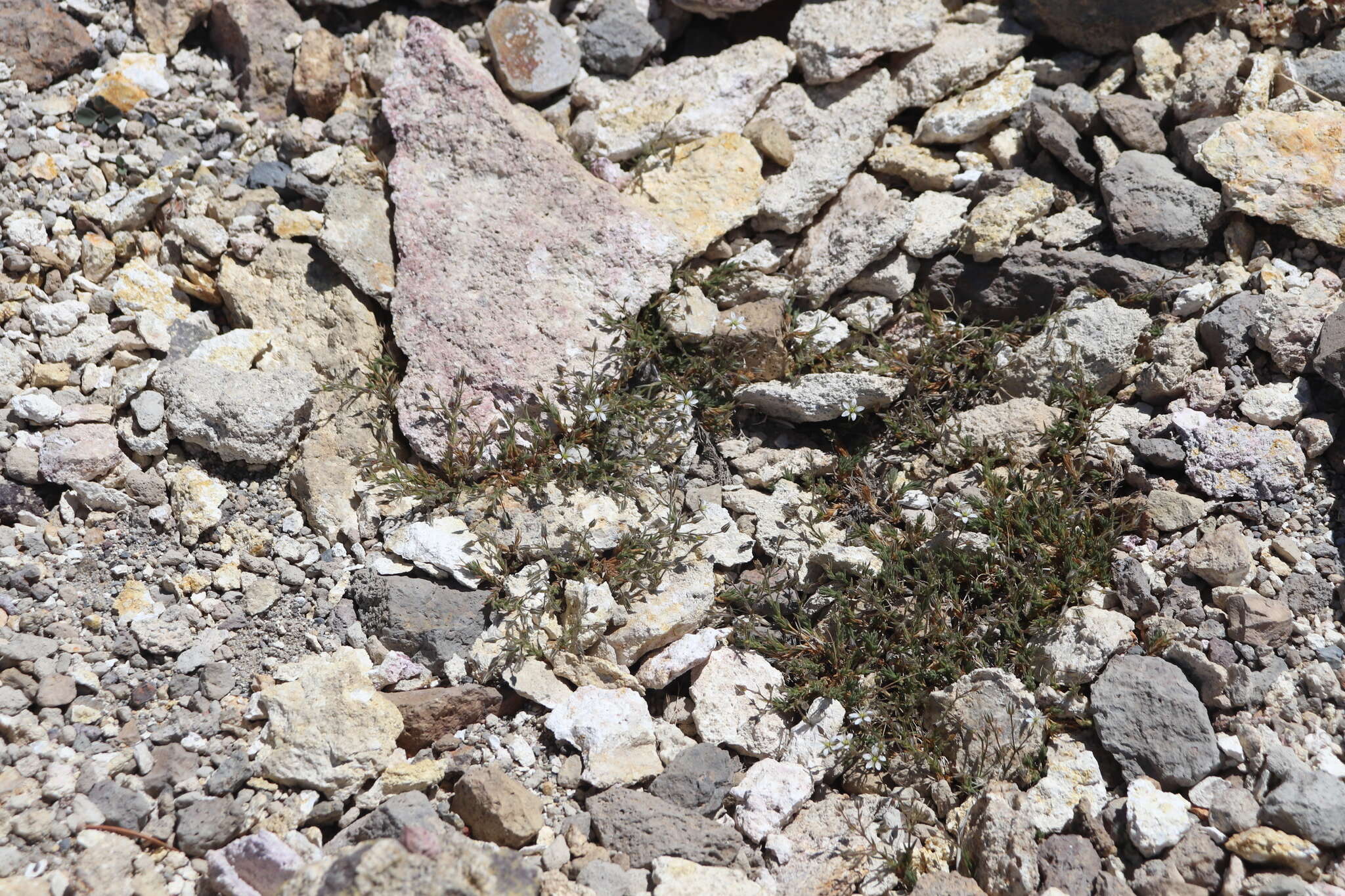 Image of brittle sandwort