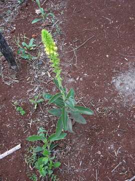 Image of <i>Sinningia lutea</i>