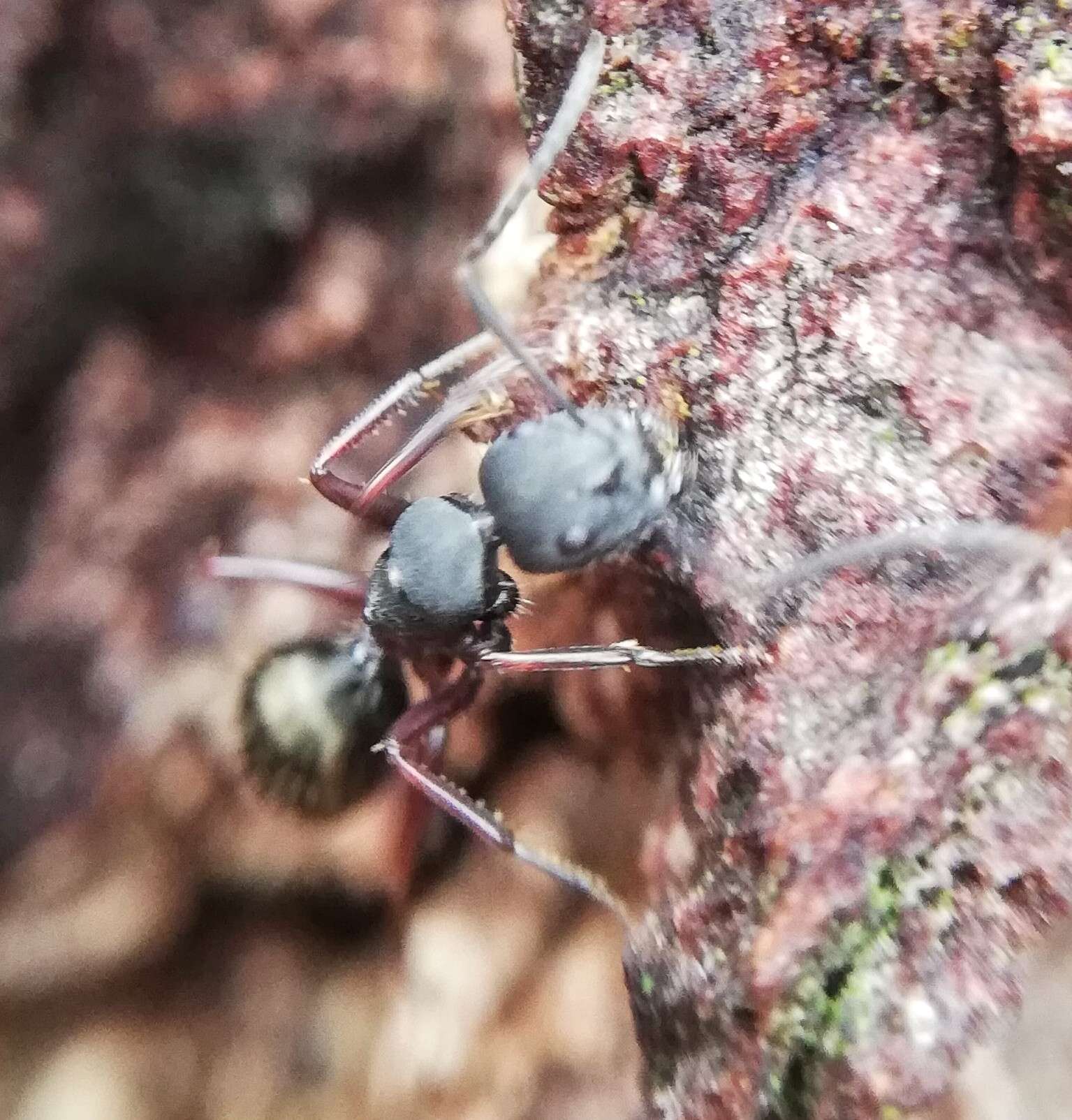 Image of Camponotus chalceus Crawley 1915