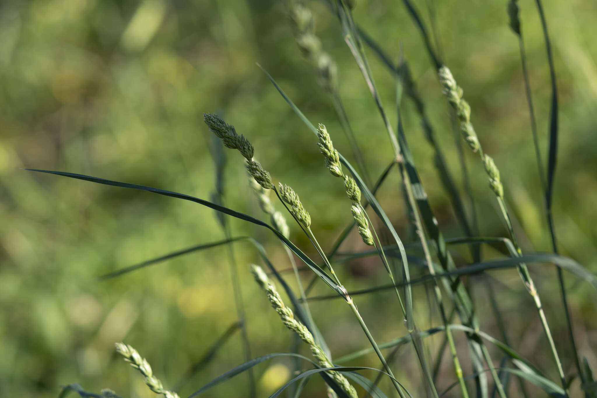 Image of Dactylis glomerata subsp. hispanica (Roth) Nyman