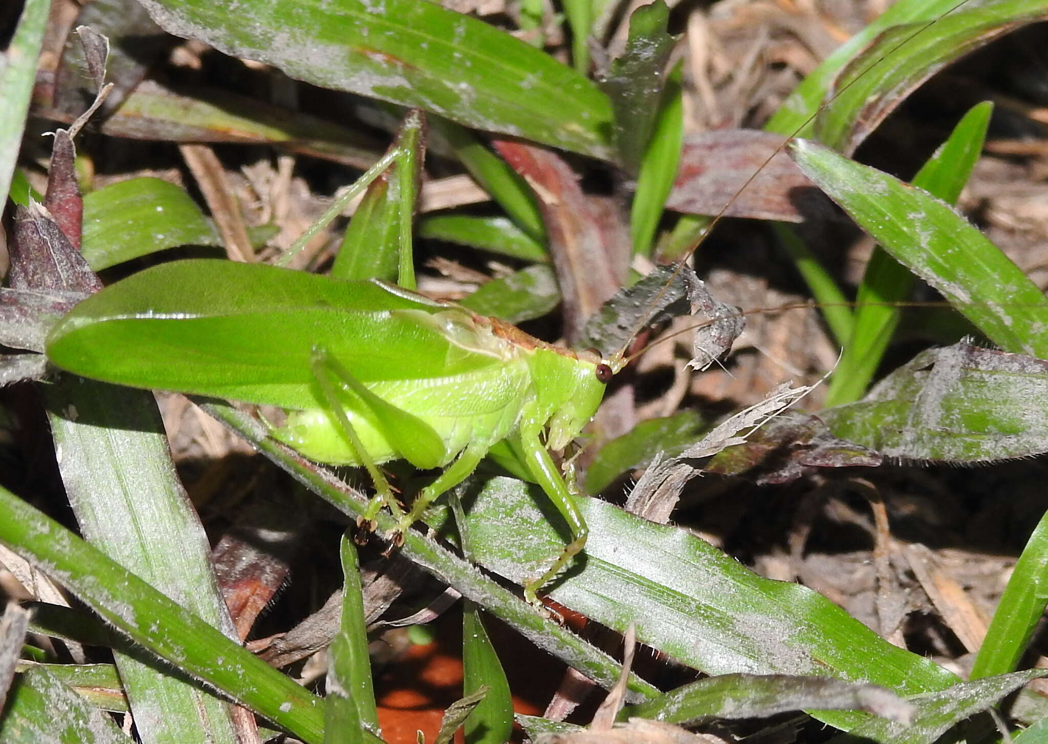 Sivun Hexacentrus unicolor Serville 1831 kuva