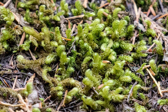 Image of robust rhytidiopsis moss