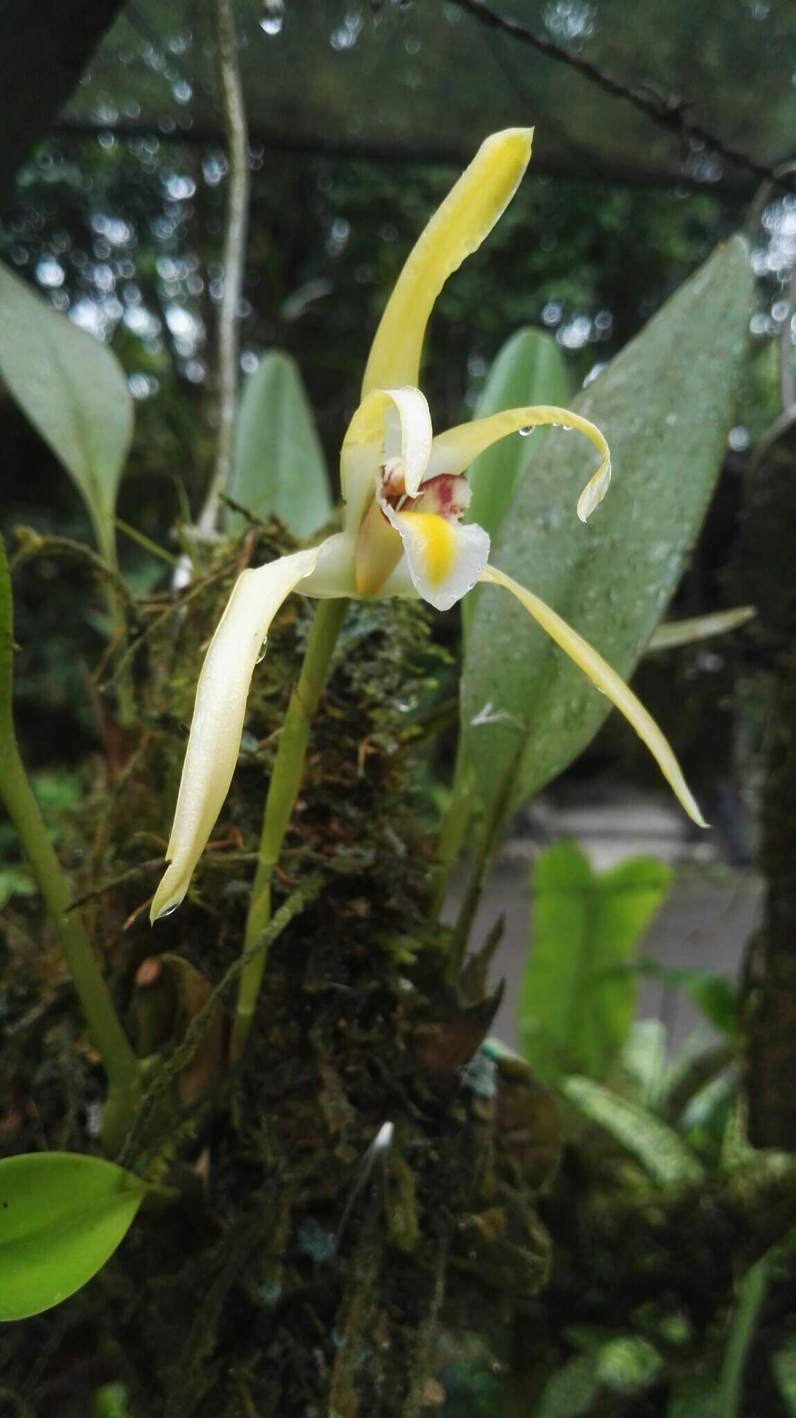 Maxillaria endresii Rchb. fil.的圖片