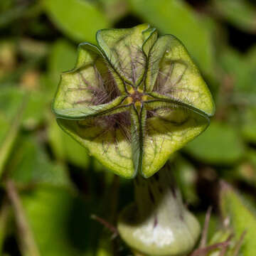 صورة Ceropegia hirsuta Wight & Arn.