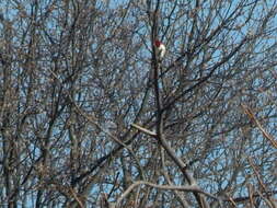 Image of Red-headed Woodpecker