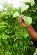 Image of Dioscorea buckleyana Wilkin