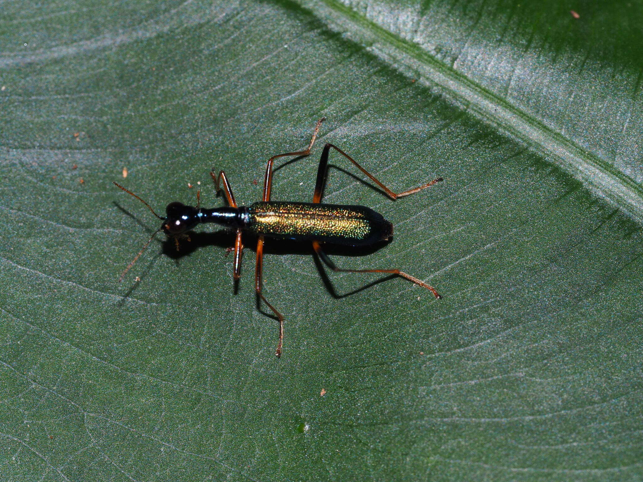 Image of Neocollyris (Isocollyris) formosana (Bates 1866)