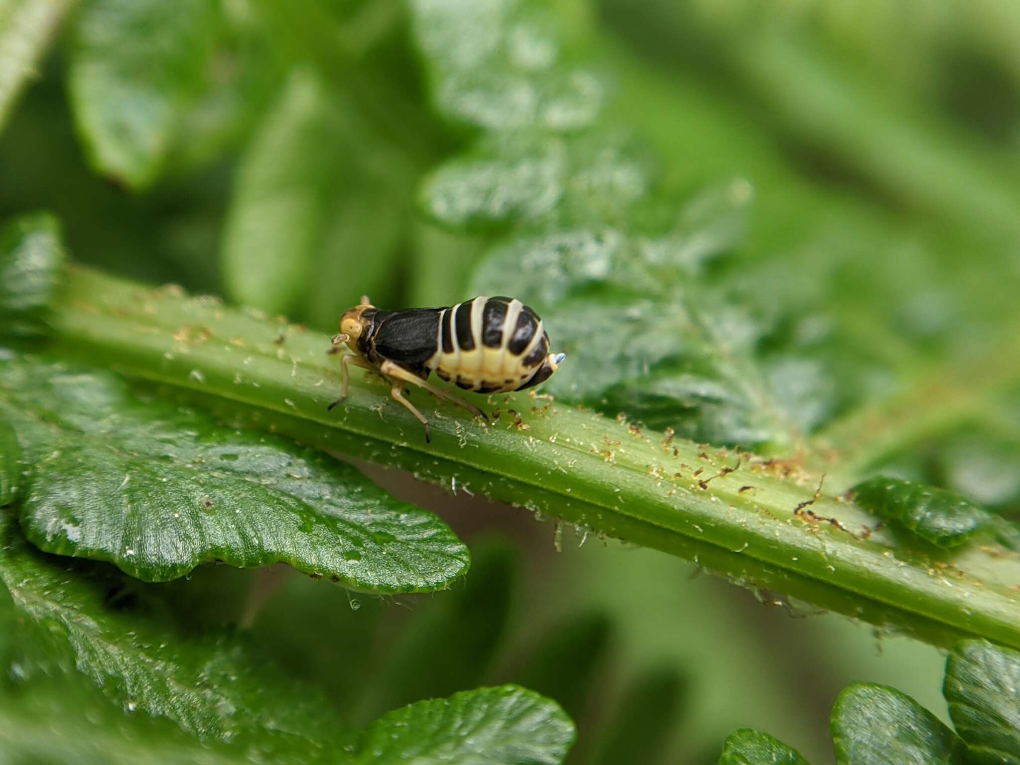 Ditropis resmi