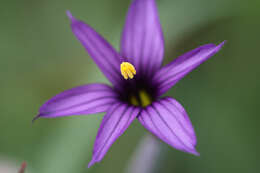 Image of Hitchcock's Blue-Eyed-Grass