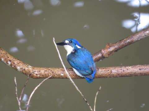 Image of Little Kingfisher