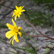 Image of Capelio caledonica B. Nord.