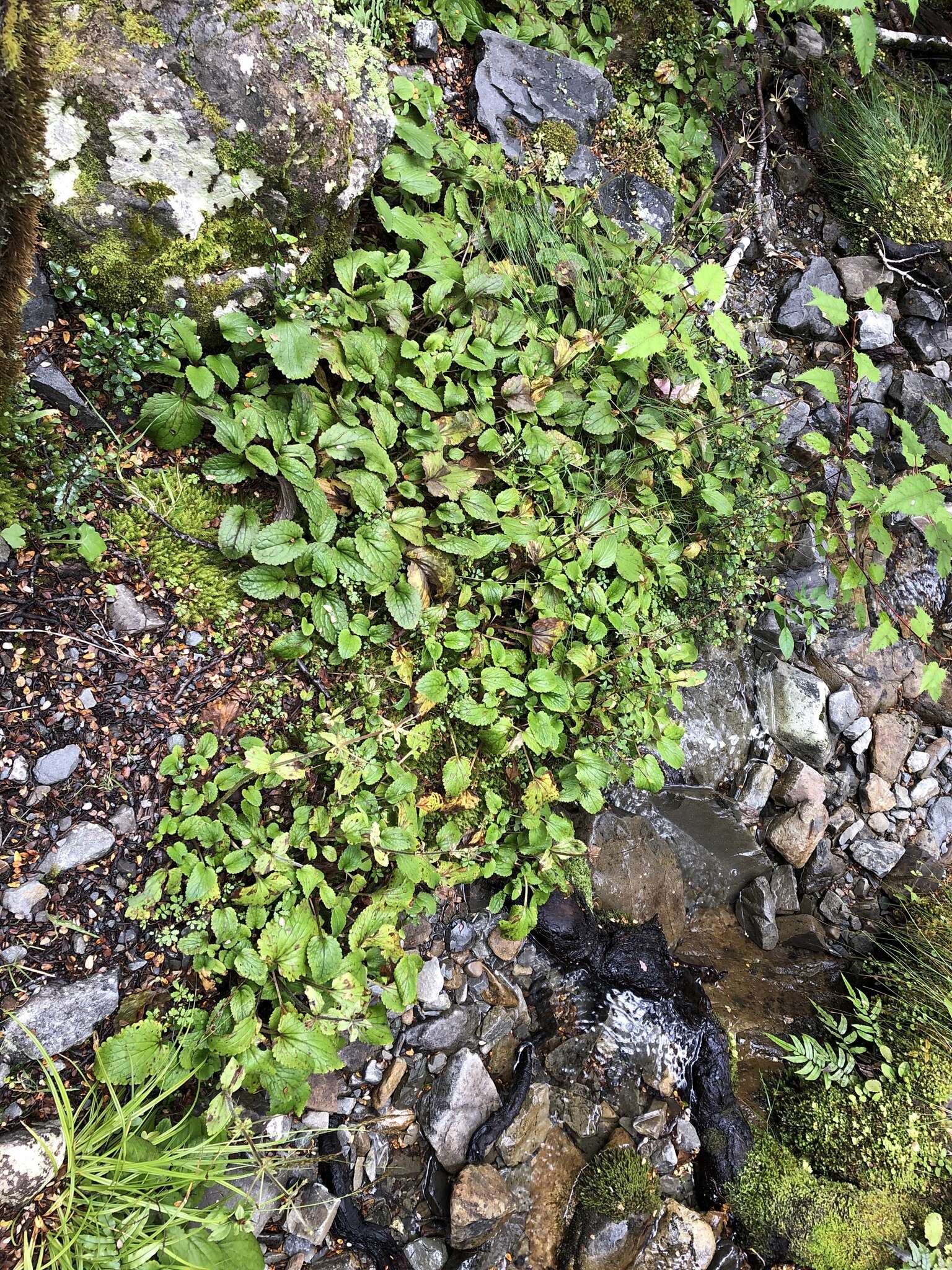 Imagem de Ourisia macrophylla subsp. lactea (L. B. Moore) Meudt