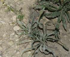 Plantago albicans L. resmi