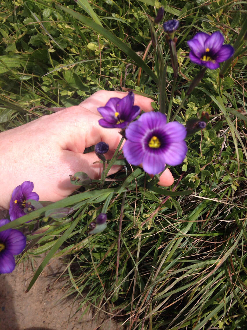 Image of western blue-eyed grass