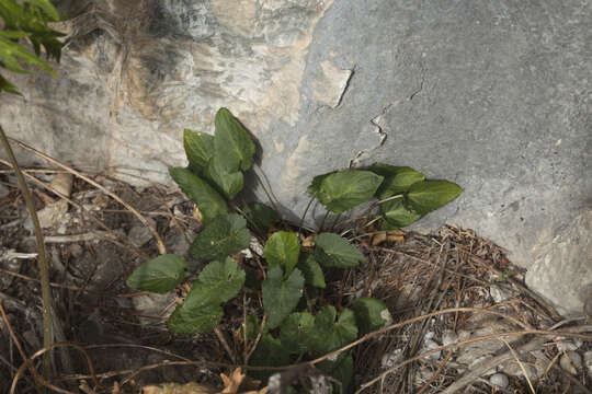 Image of Viola macroceras Bunge