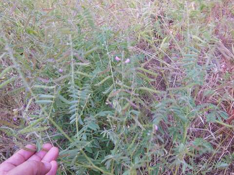 Tephrosia rhodantha Brandegee resmi