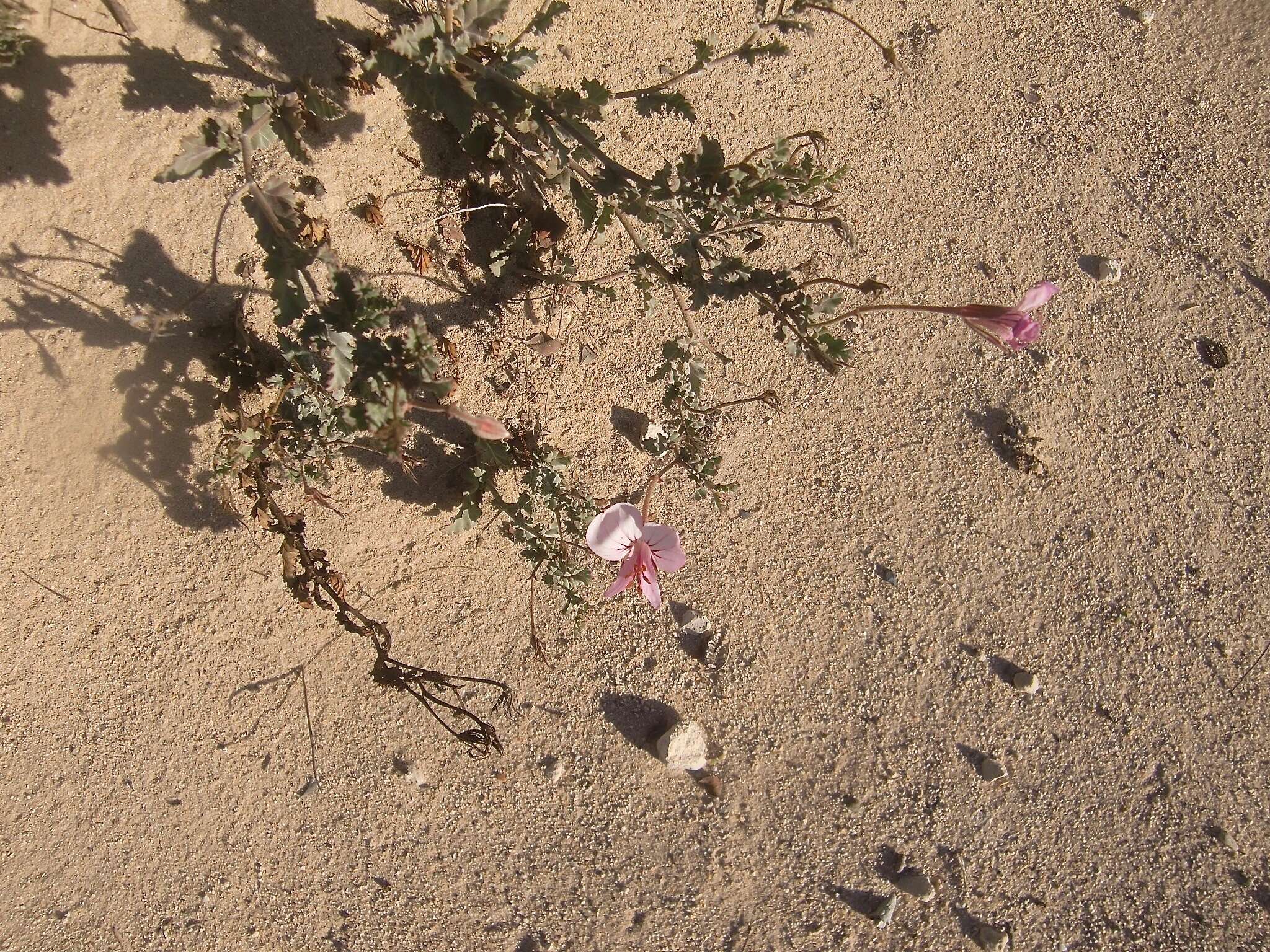 Image of Pelargonium caucalifolium subsp. convolvulifolium (Schltr. ex Knuth) J. J. A. Van der Walt