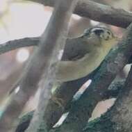 Image of Black-crowned Fulvetta