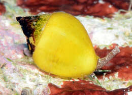 Image of Euplica turturina (Lamarck 1822)