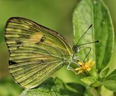 Colotis amata (Fabricius 1775)的圖片