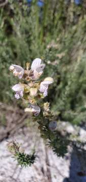 Image of false rosemary