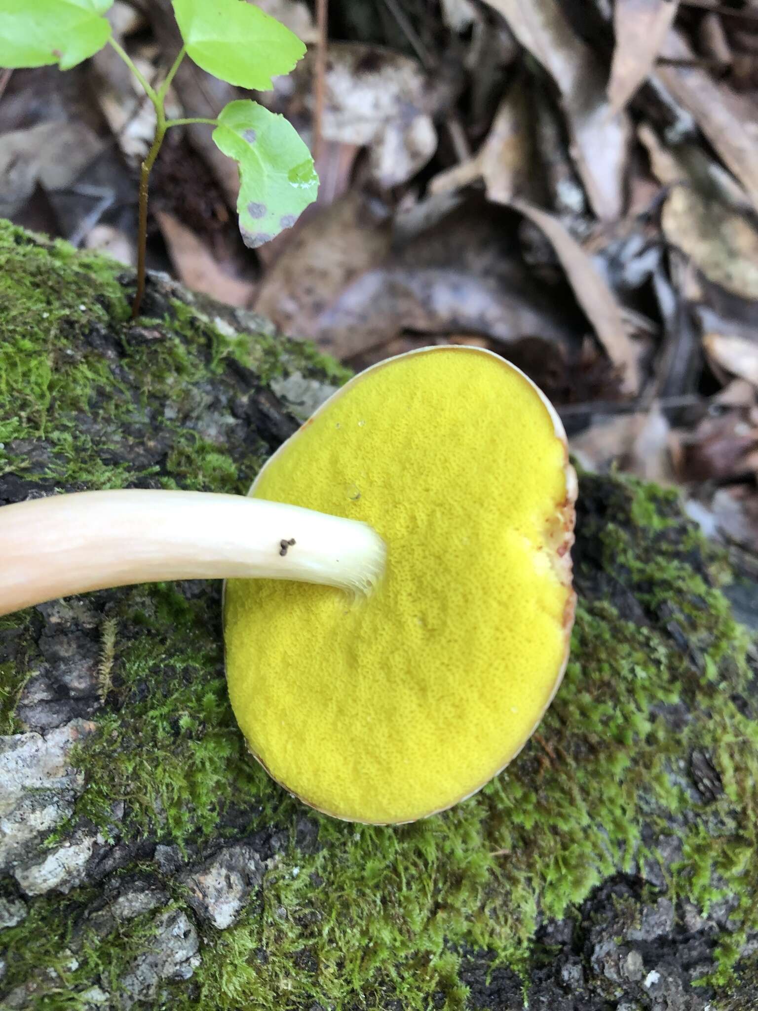 Image of Aureoboletus auriporus (Peck) Pouzar 1957