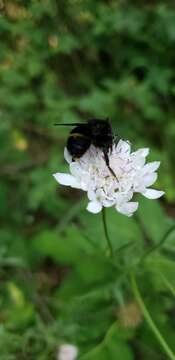 Image of Bombus pauloensis Friese 1912