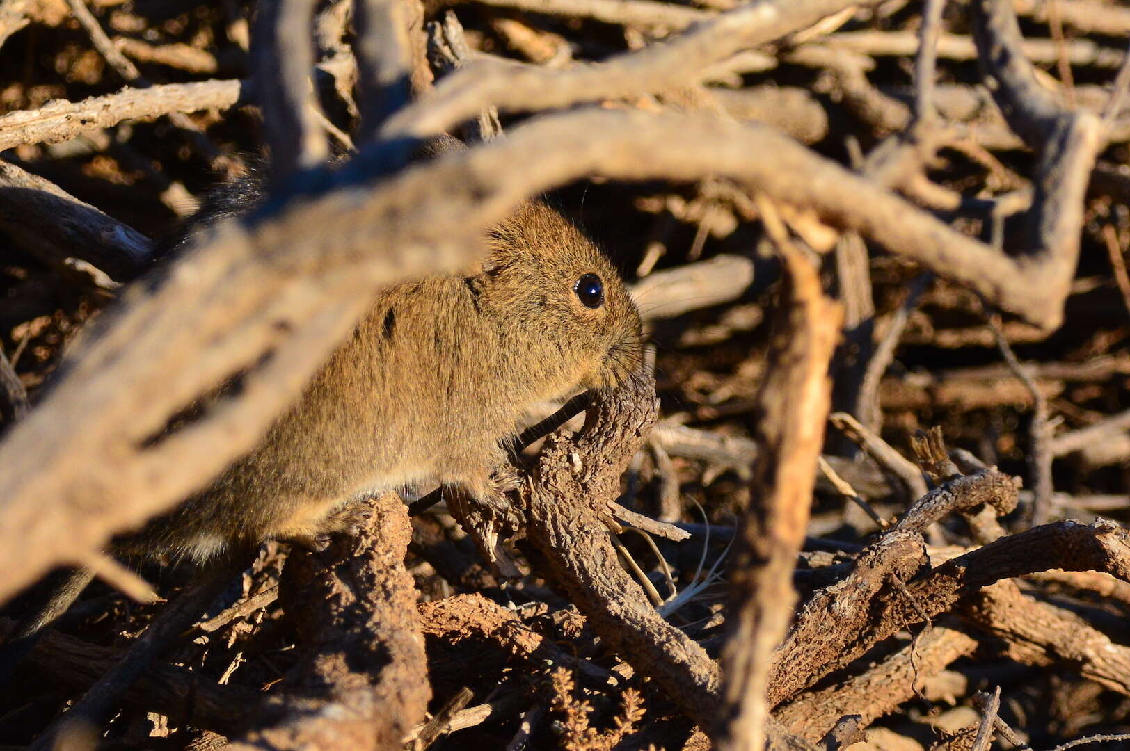 Image of African karoo rats