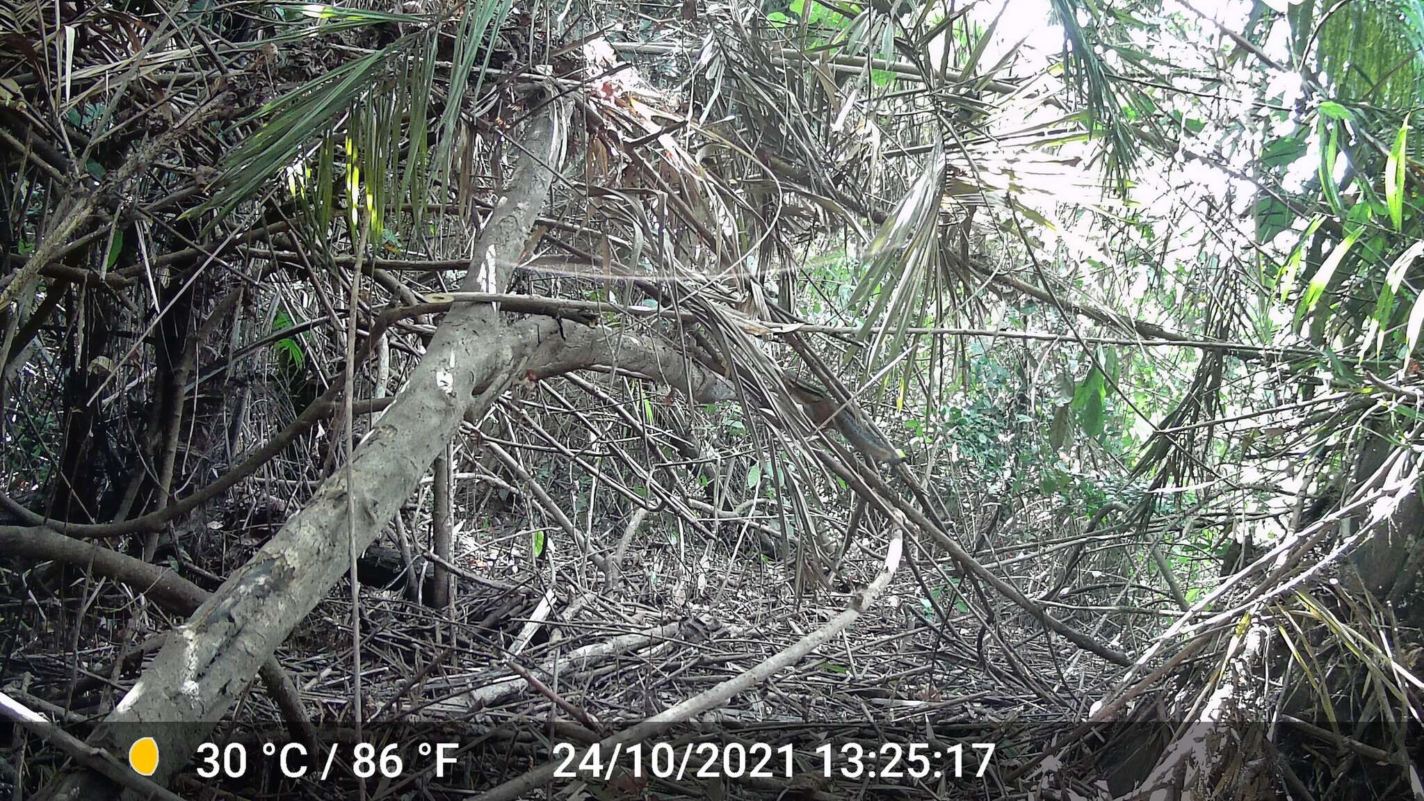 Image of Fire-footed Rope Squirrel