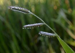 Image of hairy cupgrass