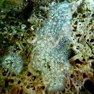 Image of Diplosoma spongiforme (Giard 1872)