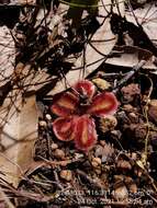 Image of Drosera erythrorhiza subsp. squamosa (Benth.) N. Marchant & Lowrie