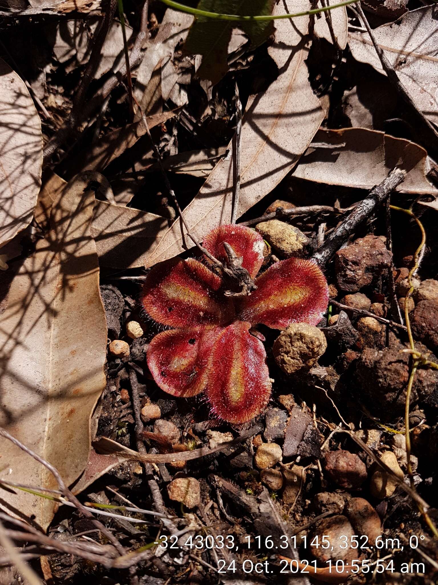 Image of Drosera erythrorhiza subsp. squamosa (Benth.) N. Marchant & Lowrie