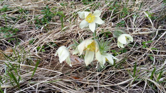 Image of eastern pasqueflower