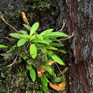 Plancia ëd Specklinia lanceola (Sw.) Lindl.