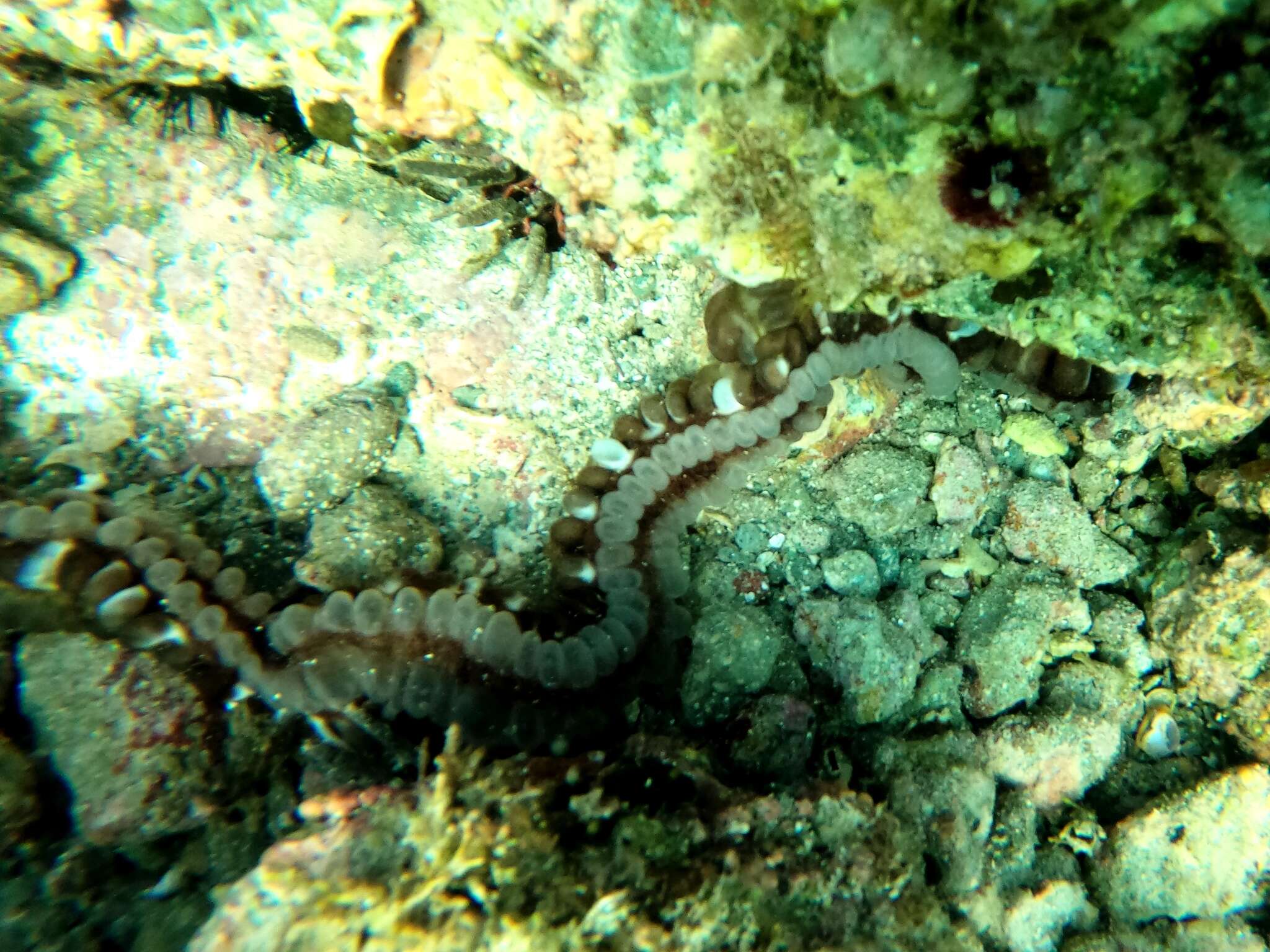 Image of Lion's Paw Sea Cucumber