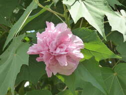 Image of Dixie rosemallow