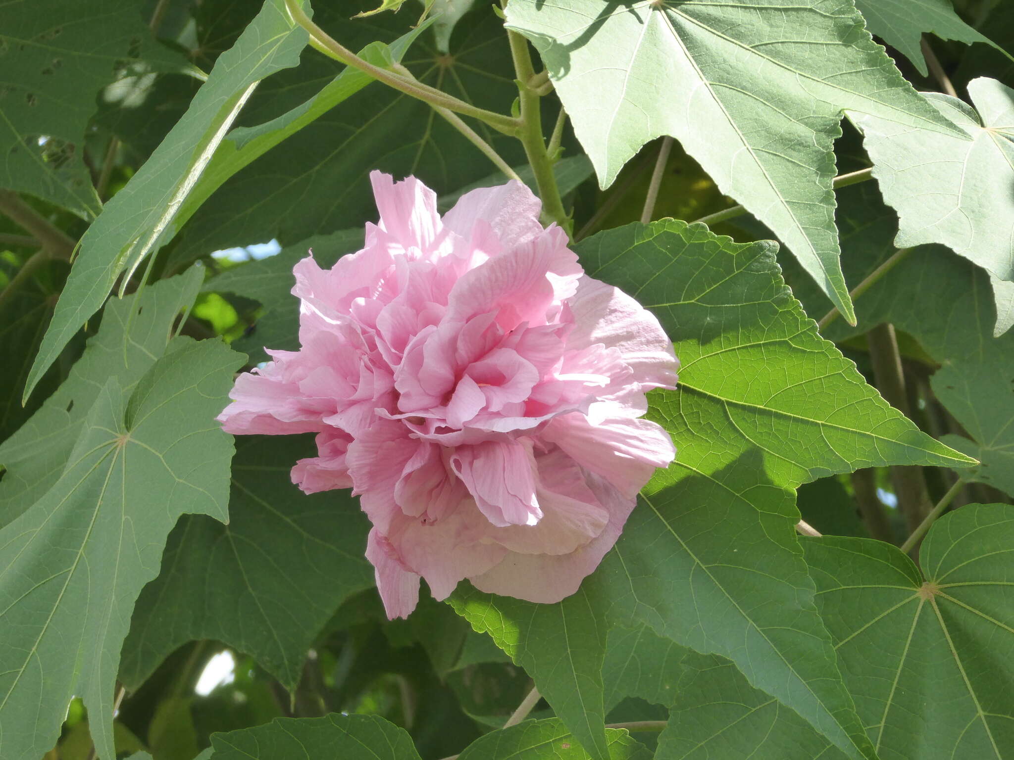 Image of Dixie rosemallow