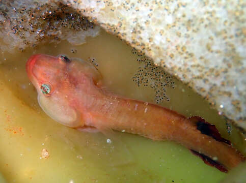 Image of Small-headed clingfish