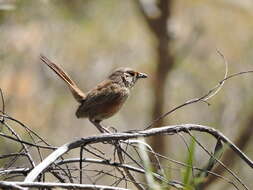 Image of Kalkadoon Grasswren