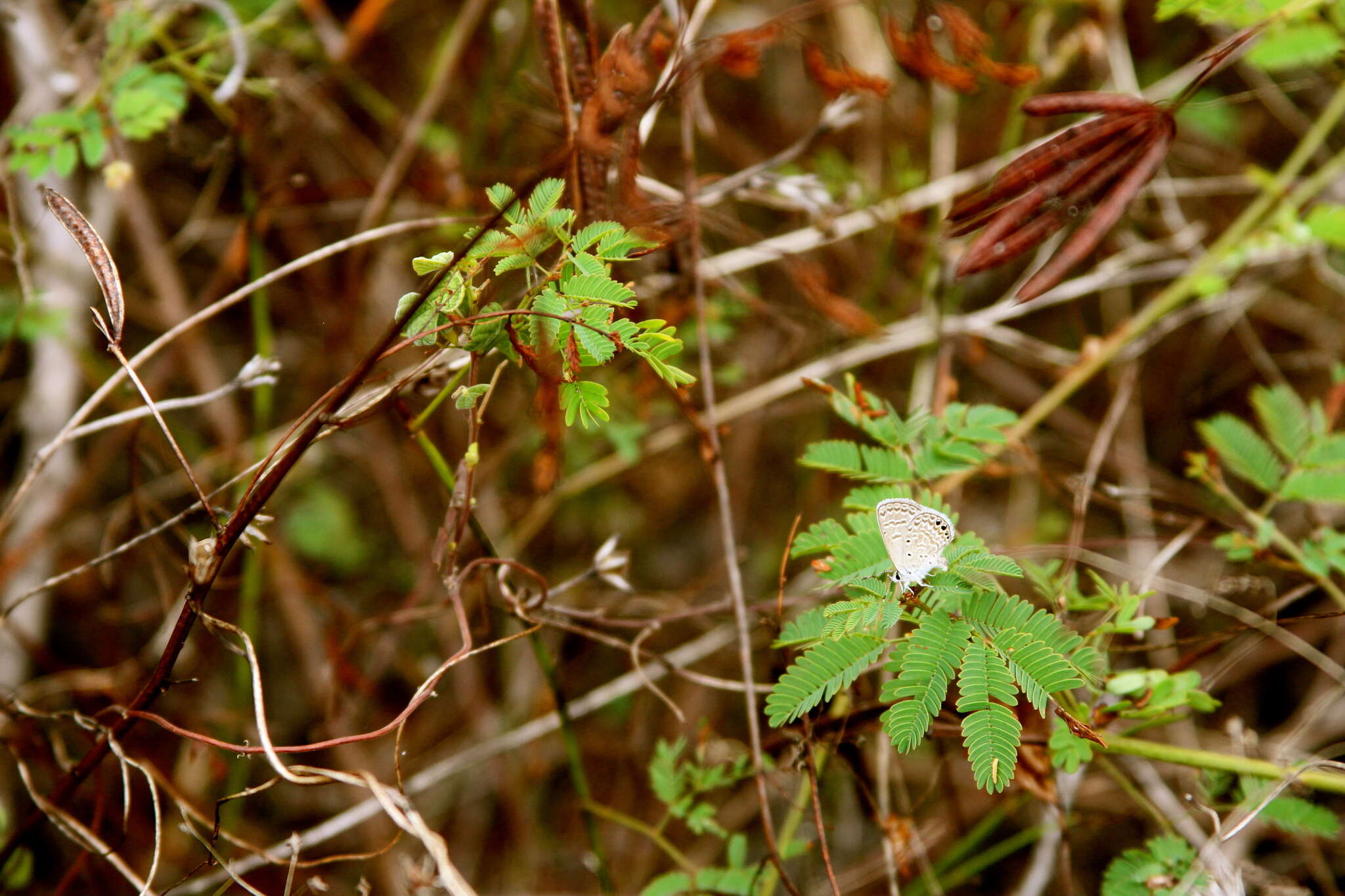 Imagem de Hemiargus ramon