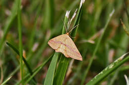 Plancia ëd Haematopis