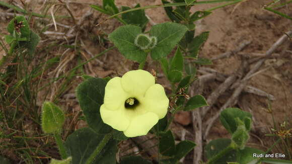 Image of Thunbergia capensis Rets.