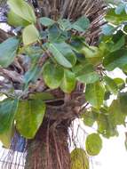 Image of Florida strangler fig