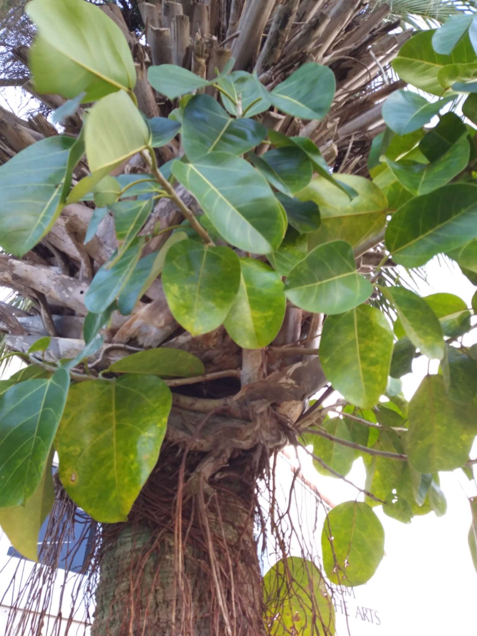 Imagem de Ficus aurea Nutt.