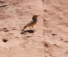 Image of Desert Lark