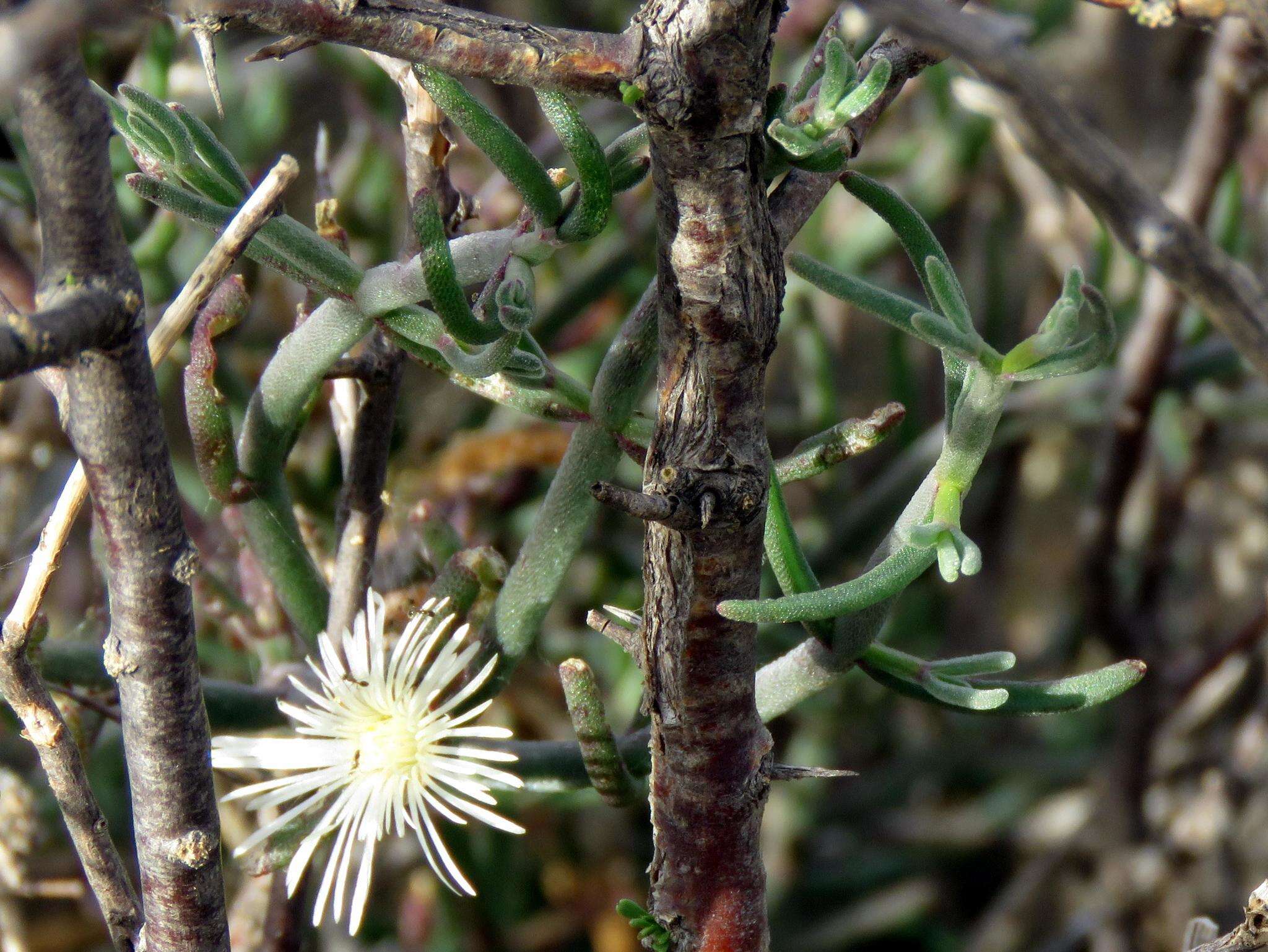 صورة Mesembryanthemum geniculiflorum L.