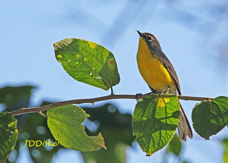 Image of Brown-capped Redstart