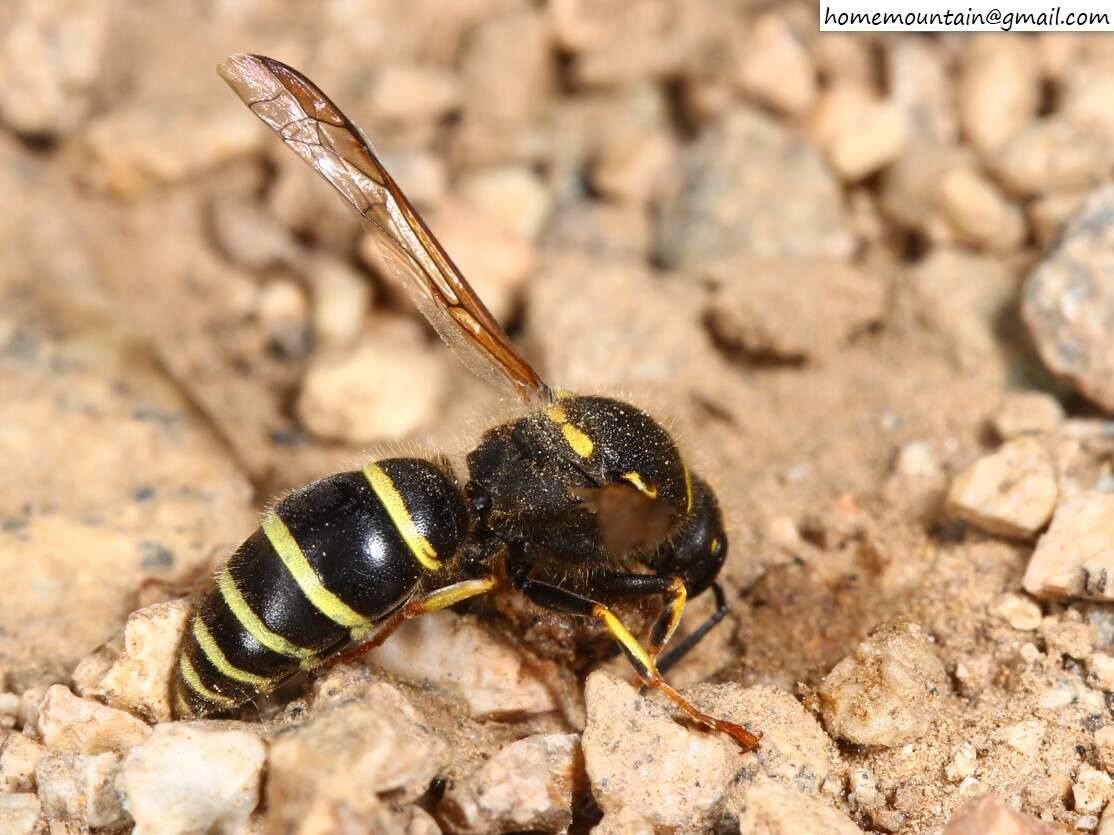 Image of Ancistrocerus oviventris (Wesmael 1836)