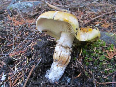 Image of Tricholoma focale (Fr.) Ricken 1914